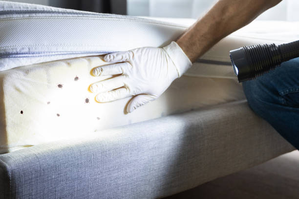 Best Ant Control Services  in Davenport, WA