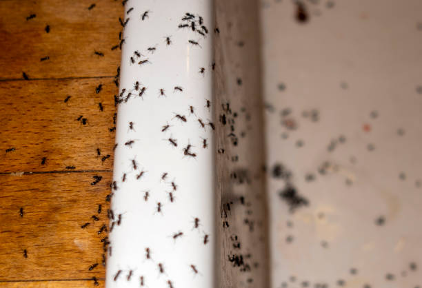Best Insect Control  in Davenport, WA