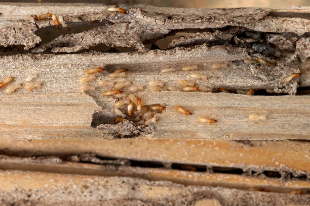 Best Affordable Pest Control Services  in Davenport, WA