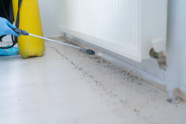 Best Spider Control Near Me  in Davenport, WA